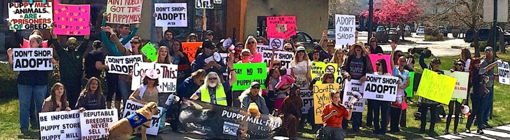 Puppy Store Demonstration